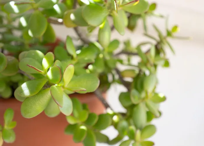 Casa Dafne Sperlonga